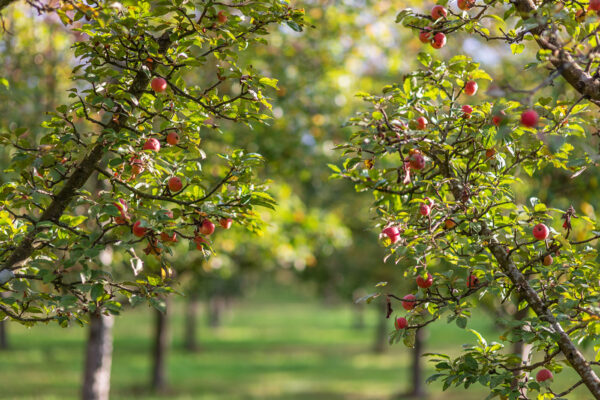 Obstgärten Obstgärten