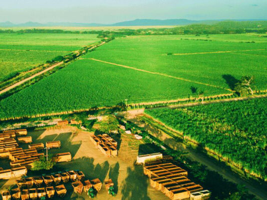 Zuckerrohr Zuckerrohr